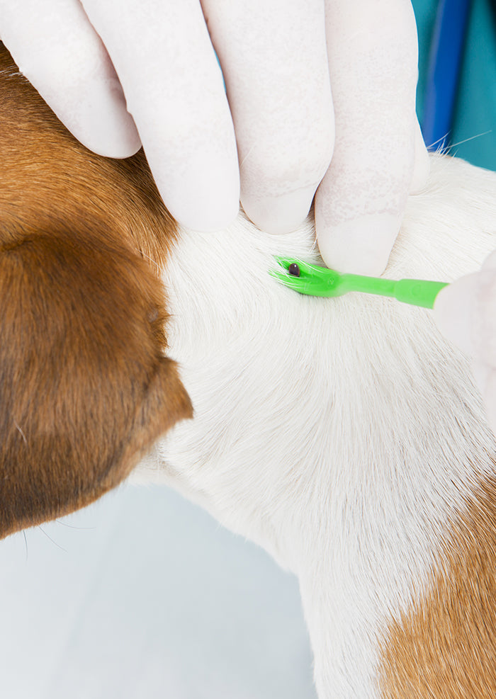 Tick Remover